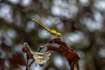 Close-up of dragonfly on leaf