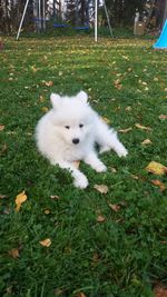 Portrait of white dog on field