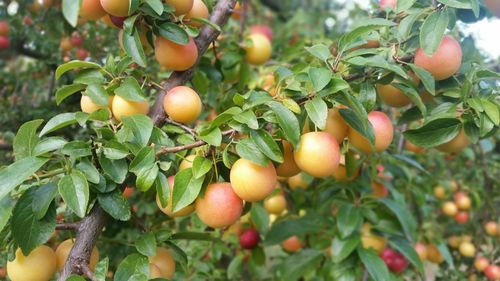 Close-up of fruits growing on tree