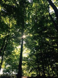 Low angle view of trees