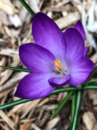 Close-up of purple crocus flower