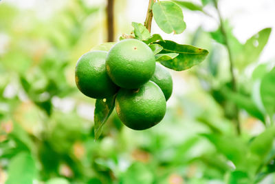 Crop

citrus fruit

fruit

healthy eating

juicy

lime