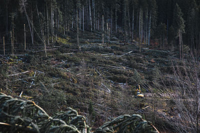 Sunlight falling on plants in forest