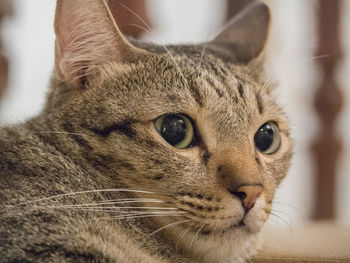 Close-up portrait of cat