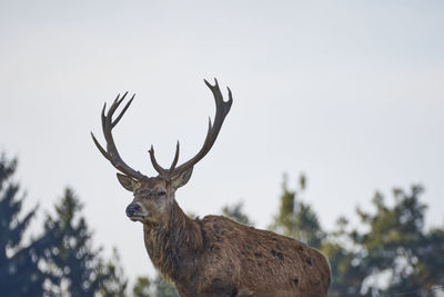 Close-up of deer against clear sky