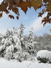 Trees on snow covered landscape against sky