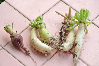 Close-up of radish on tiled floor