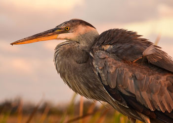 Close-up of bird perching outdoors