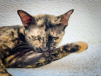 Close-up of cat resting on floor