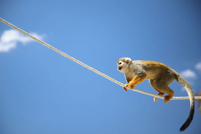 Low angle view of monkey on blue sky