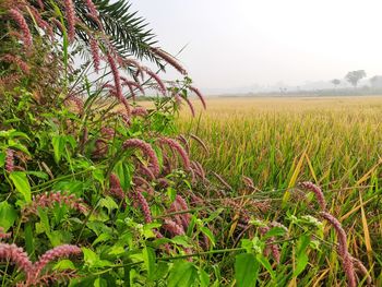 Scenic view of field against sky