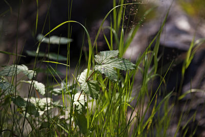 Close-up of white flowering plants on field