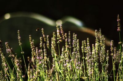 Close-up of purple flowering plants