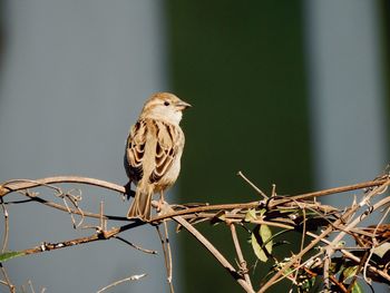 Bird perching on twig