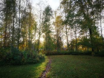 Scenic view of forest during autumn