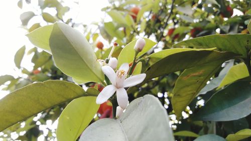 Low angle view of leaves on tree