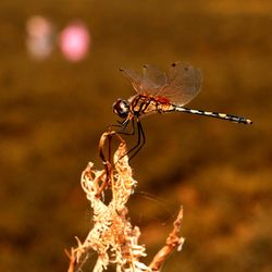 Close-up of insect