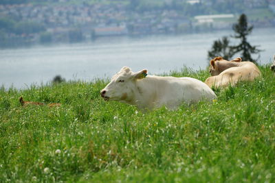 Cows in a field