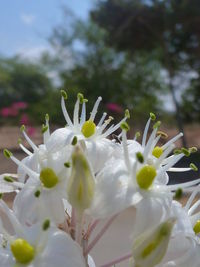 Close-up of white flower