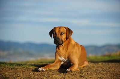 Portrait of dog sitting on field against sky