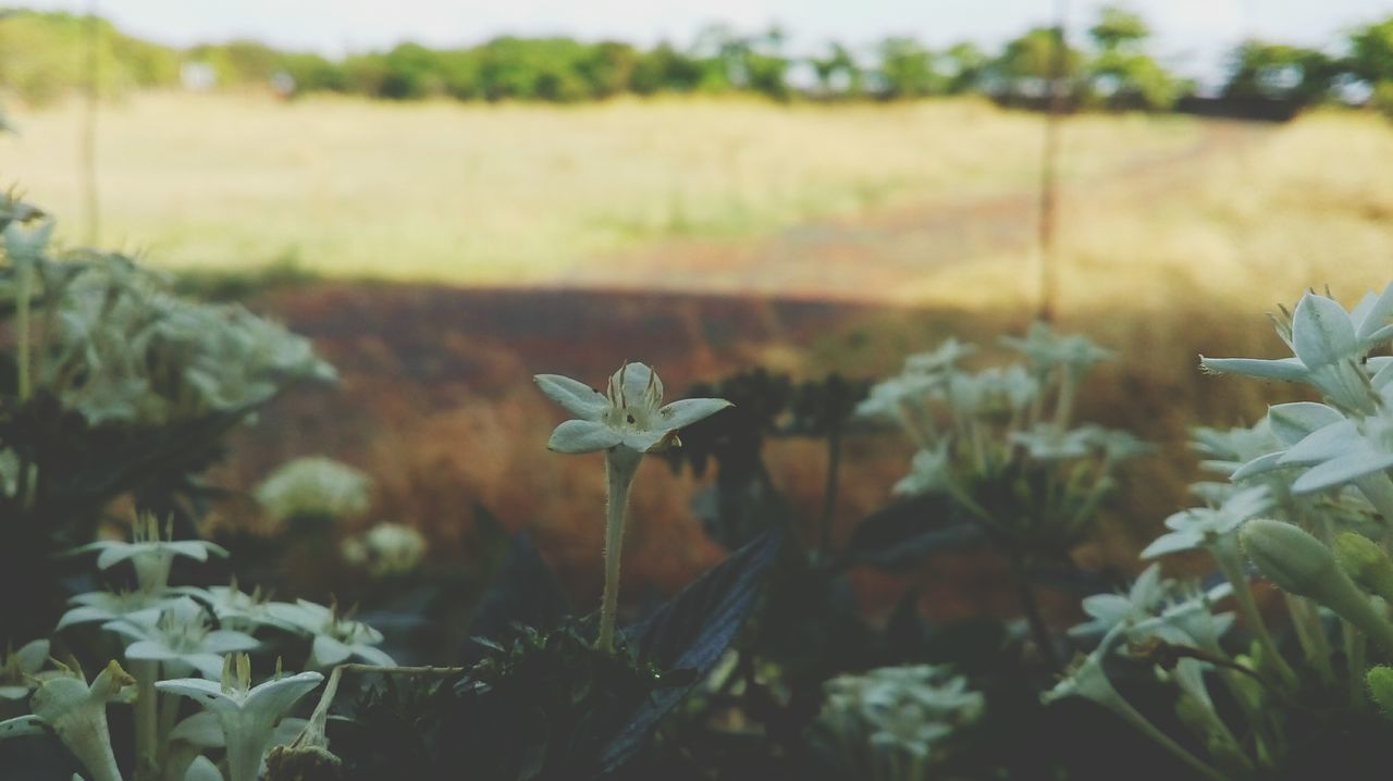 growth, nature, flower, fragility, beauty in nature, freshness, focus on foreground, plant, close-up, outdoors, flower head, no people, field, day