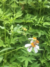 Close-up of bee on flower