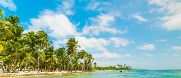 Scenic view of palm trees on beach against sky