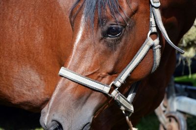 Close-up of horse in ranch