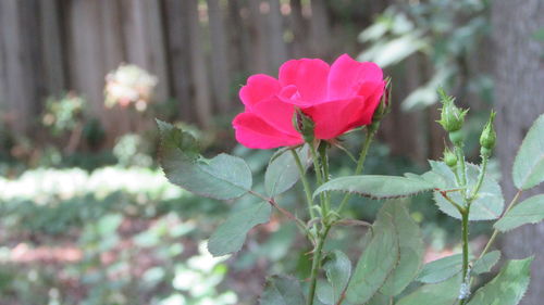 Close-up of pink flowers blooming outdoors