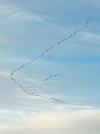 Low angle view of birds flying against sky during sunset