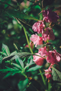 Close-up of pink flowering plant