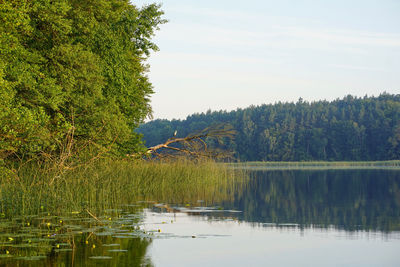 Scenic view of lake in forest against sky