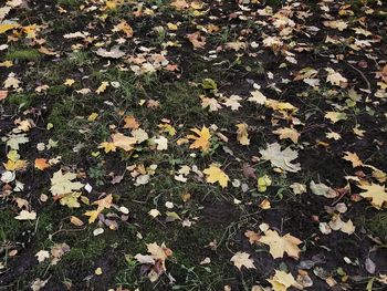 High angle view of maple leaves fallen on field