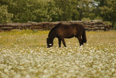 Horse grazing on field