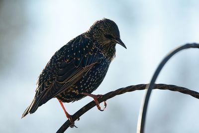 Close-up of starling perching outdoors