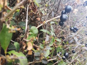 High angle view of berries on field