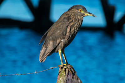 Close-up of bird perching on railing