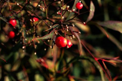 Close-up of red berries growing on tree