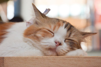 Close-up of cat sleeping