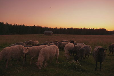 Flock of sheep grazing in field