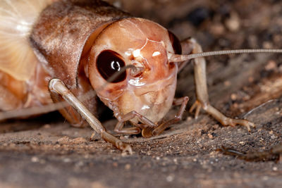 Close-up of insect