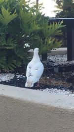 White bird perching on tree