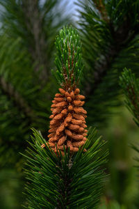 Close-up of pine tree