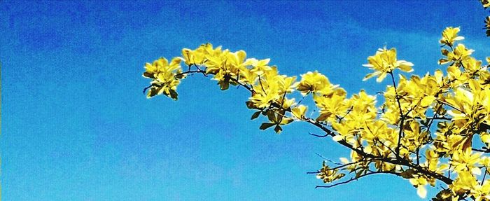 Low angle view of flowers against clear blue sky