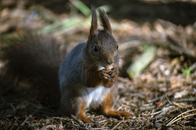 Close-up of squirrel on rock