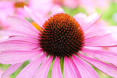 Extreme close up of pink flower