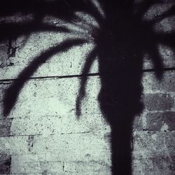 shadow
