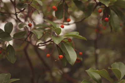 Close-up of berries growing on tree