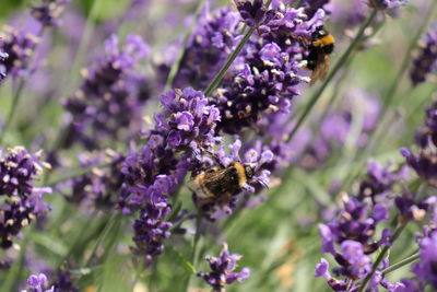 Close-up of bee pollinating on purple flowering plant