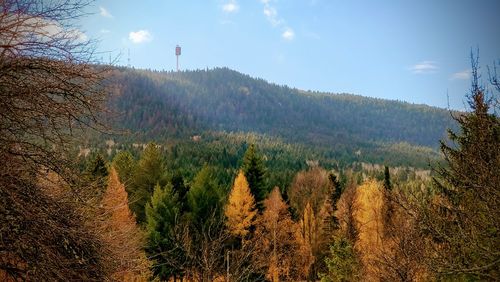 Scenic view of forest against sky